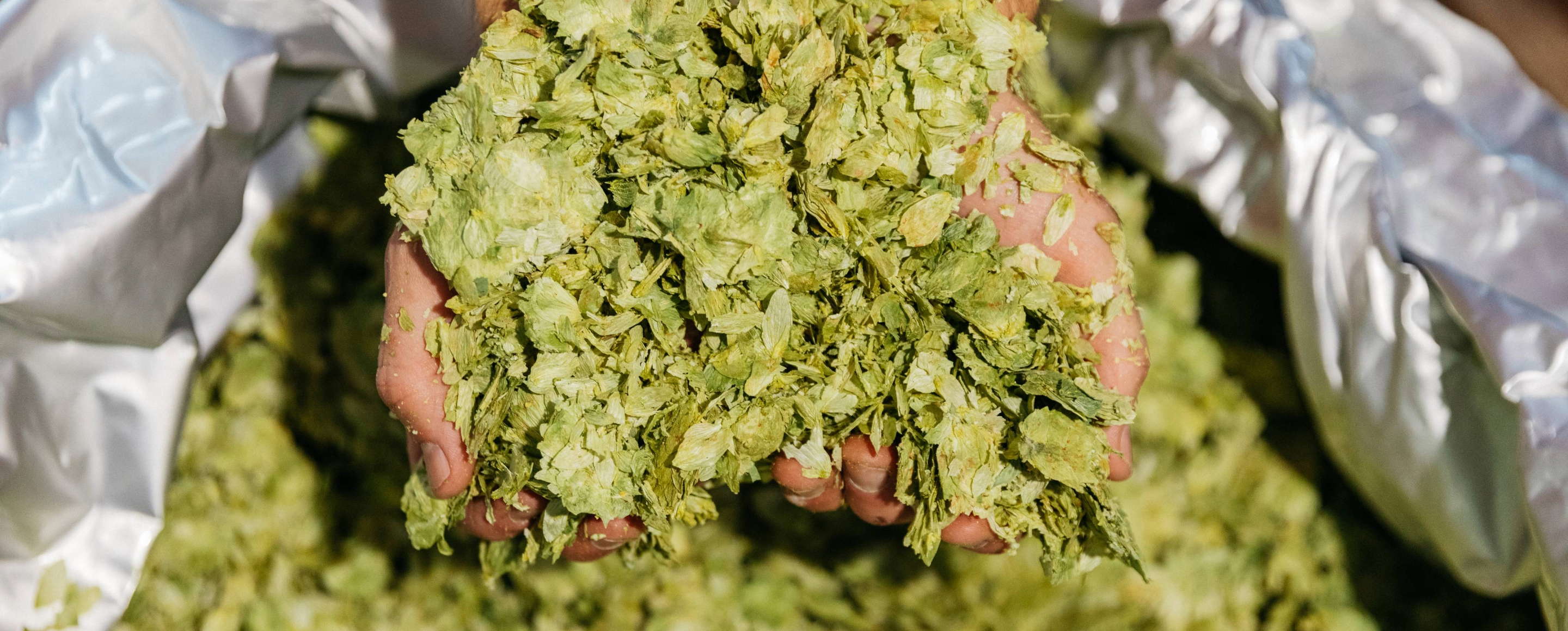 Fresh Green Whole Leaf Hops